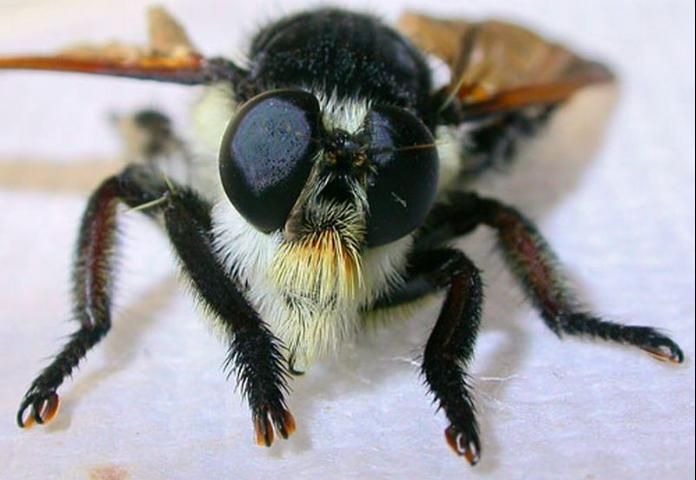 Figure 5. Frontal view of the Florida bee killer, Mallophora bomboides (Wiedemann).