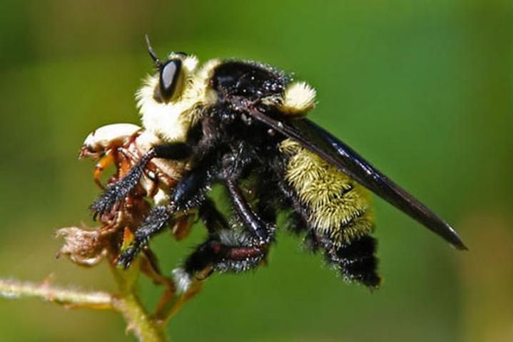 Figure 4. The southern bee killer, Mallophora orcina Williston.