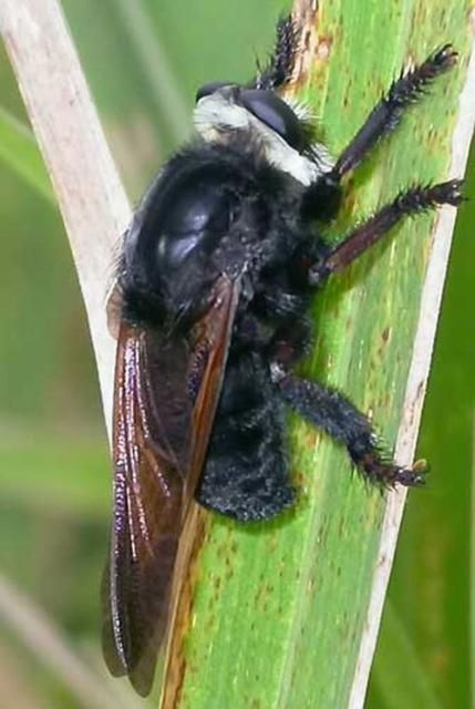 Figure 3. Lateral view of the black bee killer, Mallophora nigra (Wiedemann).