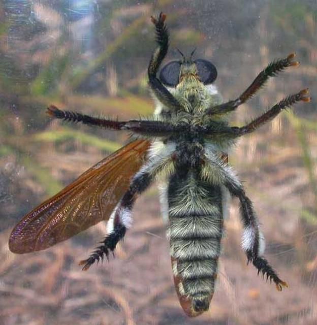 Figure 7. Ventral view of the Florida bee killer, Mallophora bomboides (Wiedemann).