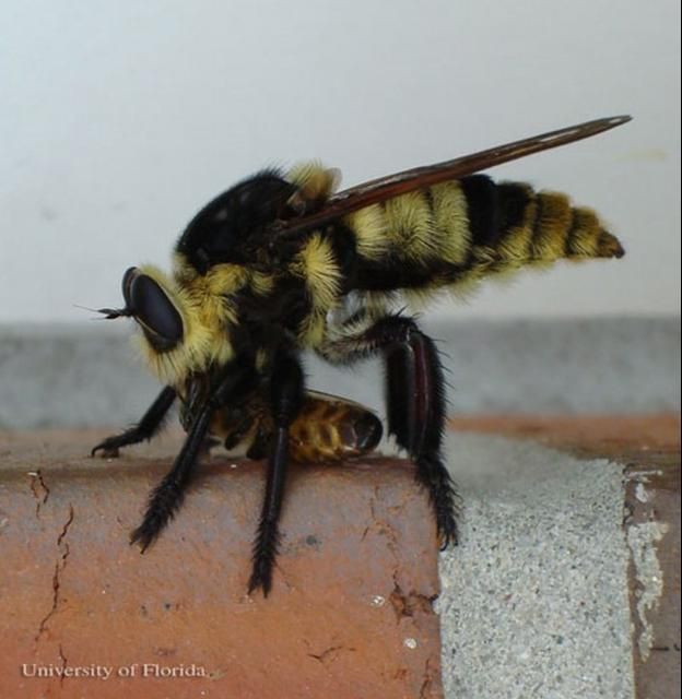Figure 1. The Florida bee killer, Mallophora bomboides (Wiedemann), with honey bee prey.