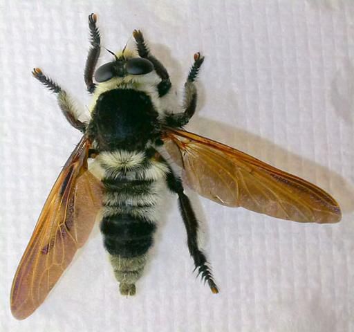 Figure 6. Dorsal view of the Florida bee killer, Mallophora bomboides (Wiedemann).