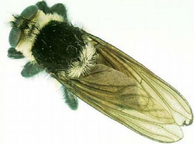 Figure 2. The southern bee killer, Mallophora orcina Williston.