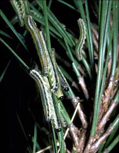 Figure 1. Larvae of the blackheaded pine sawfly, Neodiprion excitans Rohwer, on Pinus sp.