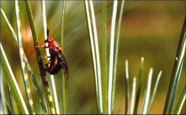 Figure 15. Adult female redheaded pine sawfly, Neodiprion lecontei (Fitch), ovipositing on pine needle.