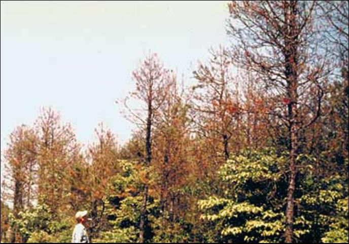 Figure 19. Severe pine defoliation caused by the Virginia pine sawfly, Neodiprion pratti pratti (Dyar).