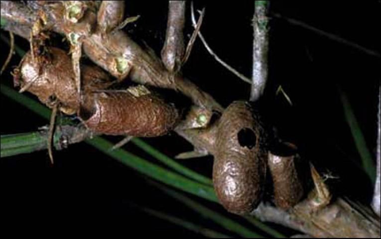 Figure 14. Cocoons of the blackheaded pine sawfly, Neodiprion excitans Rohwer. Adults have emerged from pupal cases with the ends of the cases missing. Openings in the sides of cases indicate the emergence of a parasite.