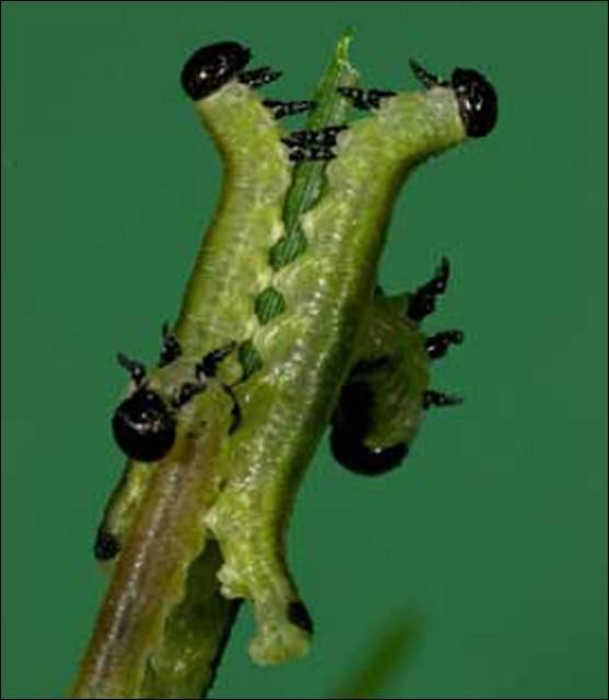Figure 10. Larvae of the blackheaded pine sawfly, Neodiprion excitans Rohwer.