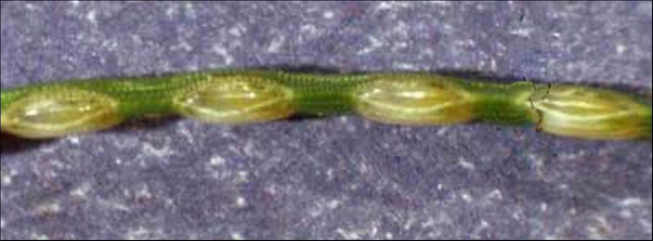 Figure 6. Eggs of the redheaded pine sawfly, Neodiprion lecontei (Fitch), in pine needle.