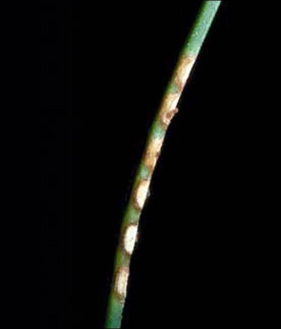 Figure 16. Oviposition damage to pine needle by the blackheaded pine sawfly, Neodiprion excitans Rohwer.