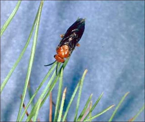 Figure 3. Adult female redheaded pine sawfly, Neodiprion lecontei (Fitch).