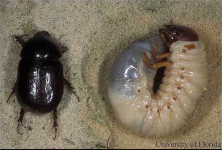 Figure 1. Tomarus subtropicus (Blatchley) adult (left) and mature grub (right).