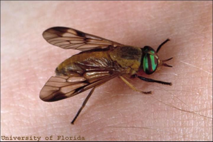 Figure 2. Adult yellow fly, Diachlorus ferrugatus (Fabricius).