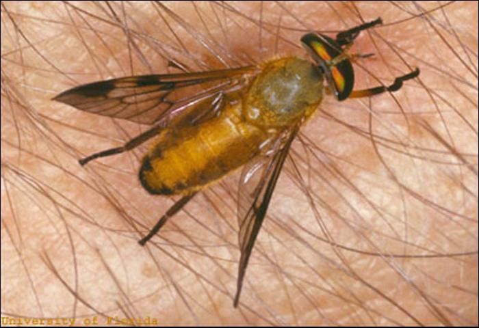 Figure 1. Adult yellow fly, Diachlorus ferrugatus (Fabricius).