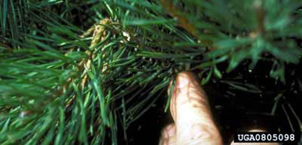 Figure 7. Close up of damage to pine tree by Tomicus piniperda (Linnaeus), a pine shoot beetle, showing infested tip.