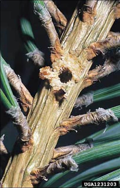 Figure 8. A circular (extrance or exit) hole in pine shoot caused by Tomicus piniperda (Linnaeus), a pine shoot beetle.
