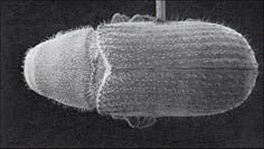 Figure 3. An adult Tomicus piniperda (Linnaeus), a pine shoot beetle.