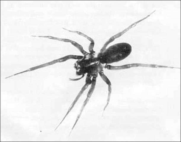 Figure 2. Female Metaltella simoni (Keyserling), a Cribellate spider.