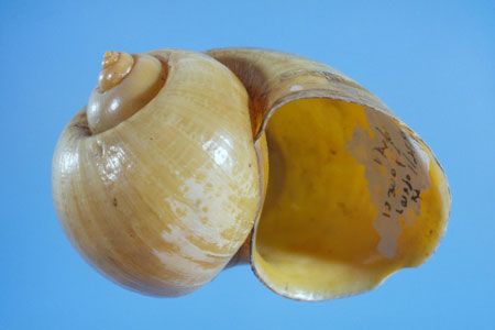 Figure 9. Channeled applesnail, Pomacea canaliculata (Lamarck 1819).