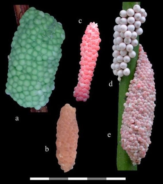 Figure 11. Egg masses of introduced and native Pomacea spp. in the continental United States. a) P. haustrum, titan applesnail; b) P. diffusa, spike-topped applesnail; c) P. canaliculata, channeled applesnail; d) P. paludosa, Florida applesnail; e) P. maculata , island applesnail. Scale bar = 5 cm.