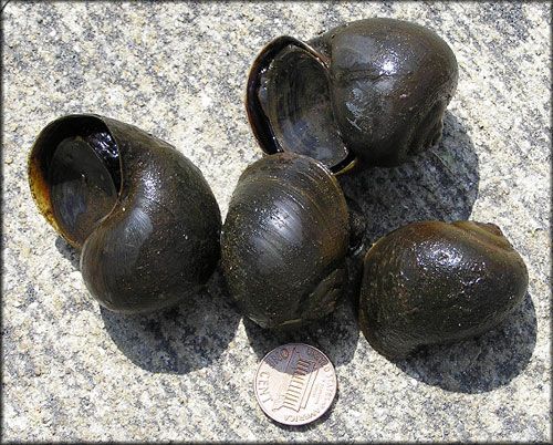 Figure 8. Florida applesnails, Pomacea paludosa (Say 1829). Notice the operculum almost sealing the entrance to the shell in the topmost snail.