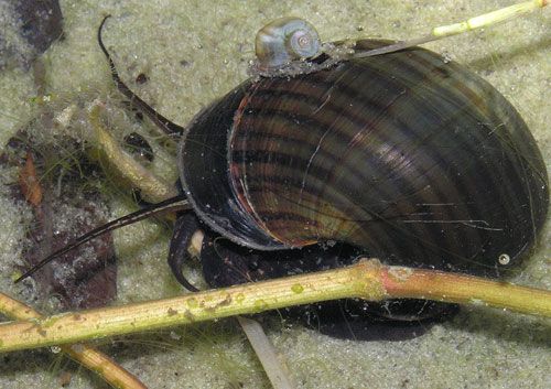 Figure 1. Florida applesnail, Pomacea paludosa (Say 1829).