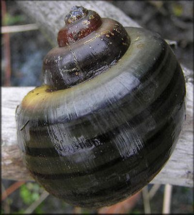 Figure 4. Spike-topped applesnail, Pomacea diffusa Blume (1957).