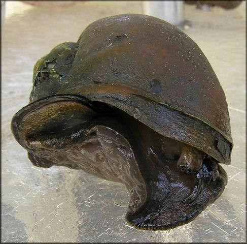 Figure 2. Adult island applesnail, Pomacea maculata (Perry 1810).