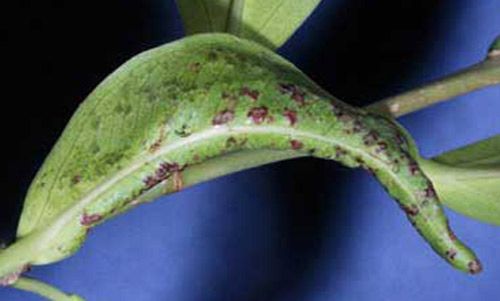 Injury on the leaves of Ficus due to feeding by Gynaikothrips. 