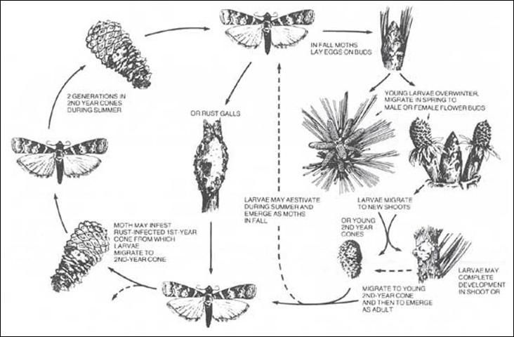 Figure 4. Diagram of major aspects of the complete life cycle of the southern pine coneworm, Dioryctria amatella (Hulst). On loblolly pine, the cones-to-gall cycle (left) is typical; in slash and longleaf pines, a variety of additional host plant parts may be fed upon in the spring (from Hedlin et al. 1981).