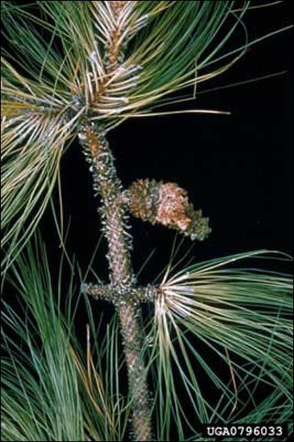 Figure 7. Damage to an immature pinecone, caused by feeding of the southern pine coneworm, Dioryctria amatella (Hulst).