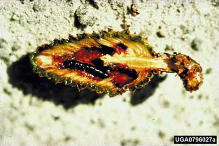 Figure 5. Mature larva of the southern pine coneworm, Dioryctria amatella (Hulst), feeding in second year slash pine cone.