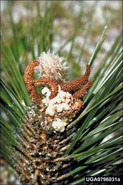 Figure 8. Bud and shoot damage following male flower injuries on longleaf pine due to feeding by larvae of the southern pine coneworm, Dioryctria amatella (Hulst).