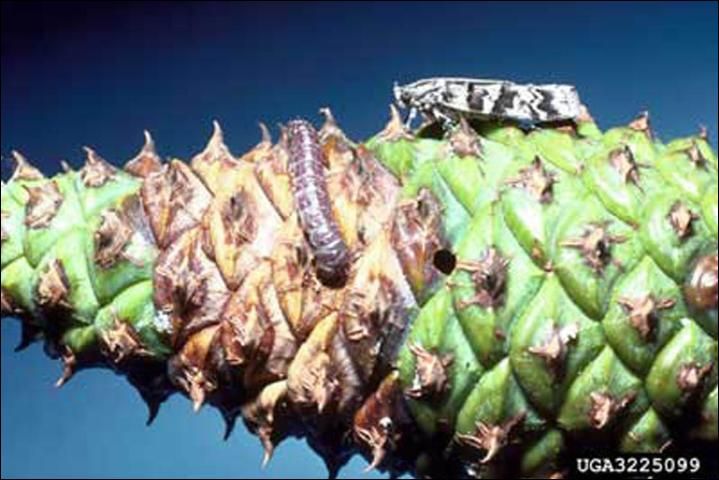 Figure 1. Adult and larva of the southern pine coneworm, Dioryctria amatella (Hulst), on a loblolly pinecone.