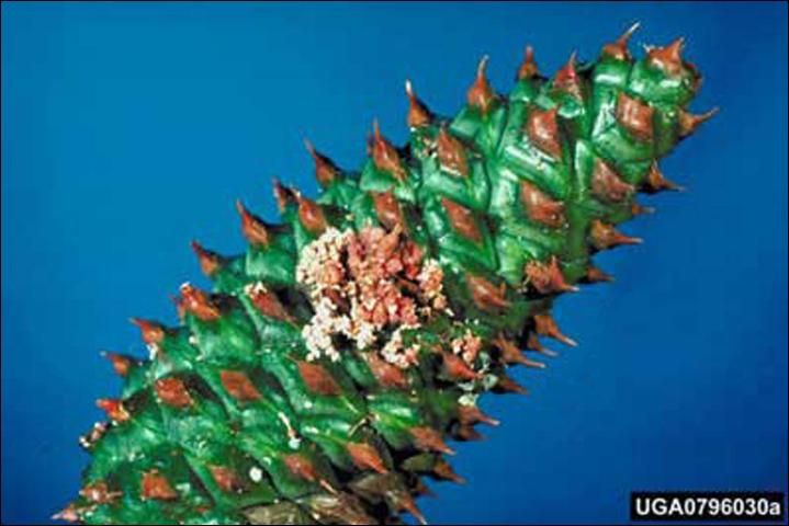 Figure 6. Damage to a mature pinecone caused by feeding of the southern pine coneworm, Dioryctria amatella (Hulst).