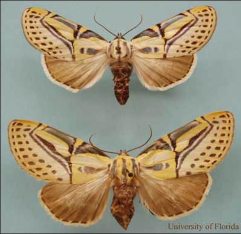 Figure 4. Adult male (top) and female of the hieroglyphic moth, Diphthera festiva (F.). Male collected from Okaloosa Co. Florida, female from Alachua Co., Florida.