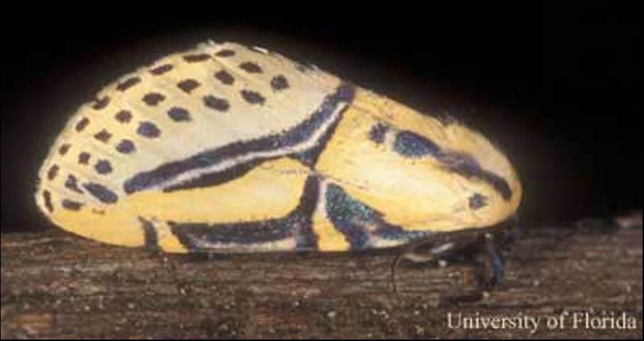 Figure 1. Adult hieroglyphic moth, Diphthera festiva (F.).