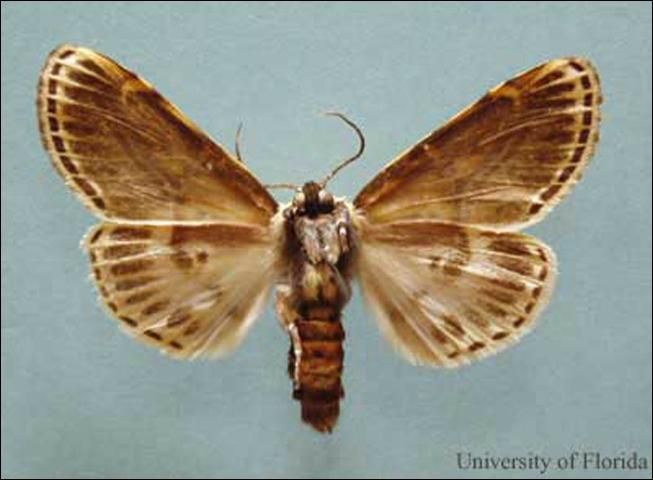 Figure 5. Underside of an adult male hieroglyphic moth, Diphthera festiva (F.), collected from Abita Springs, Louisiana.