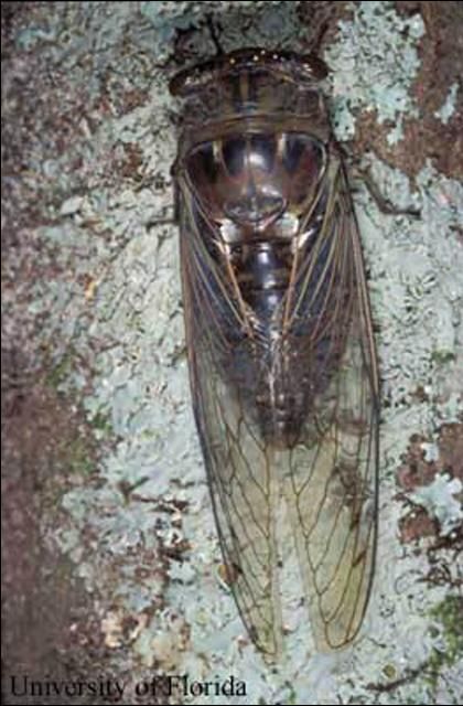 Figure 3. Dusk-calling cicada, Tibicen auletes (Germar). Total length (head to tips of forewings) is 64 mm (about 2 1/2 inches).