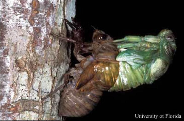 Figure 4. Cicada (Tibicen sp.) escaping its nymphal skeleton. The cast skeleton will remain attached to the tree. Once free, the adult will expand its wings, darken, and fly away.