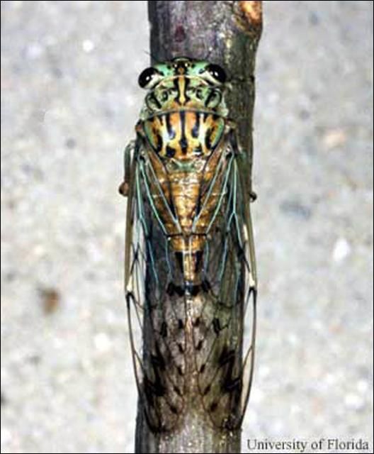 Figure 2. Hieroglyphic cicada, Neocicada hieroglyphica (Say). Total length (head to tips of forewings) is 32 mm (about 1 1/4 inch).