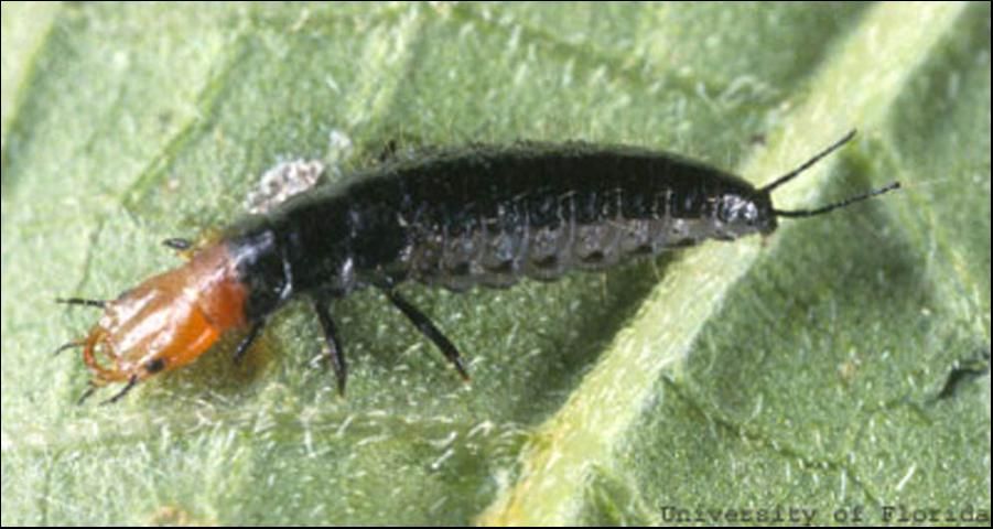 Figure 3. Larva of Calleida decora (Fabricius), a ground beetle.