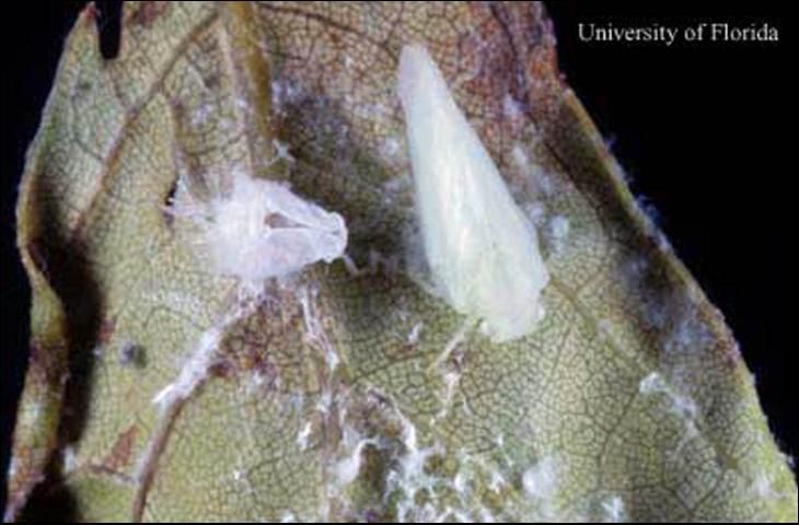 Figure 1. Newly emerged adult citrus flatid planthopper, Metcalfa pruinosa (Say).