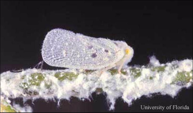 Figure 2. Adult citrus flatid planthopper, Metcalfa pruinosa (Say).
