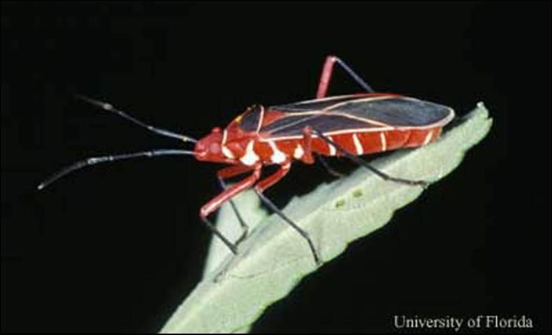 Figure 5. Lateral view of adult cotton stainer, Dysdercus suturellus (Herrich-Schaeffer).
