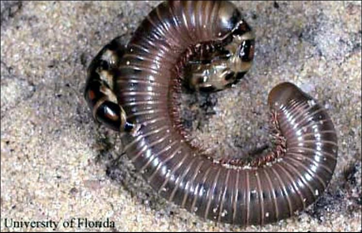 Figure 8. Phengodes sp. railroad-worm feeding on a millipede, Gainesville, FL.