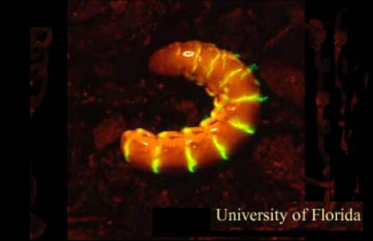 Figure 6. A female Phengodes sp. glow-worm glowing.