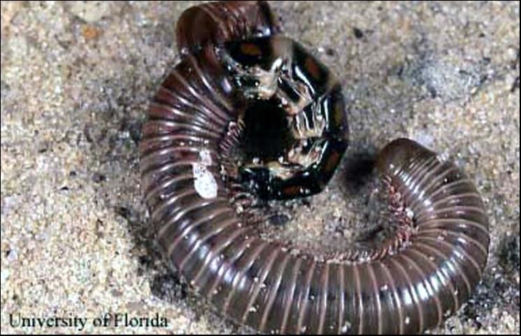 Figure 9. Phengodes sp. railroad-worm feeding on a millipede, Gainesville, FL.