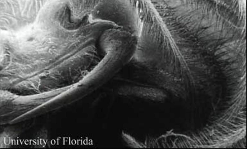 Figure 1. A scanning electron microscope image of an adult male Phengodes sp. glow-worm, showing mandibles and antenna.
