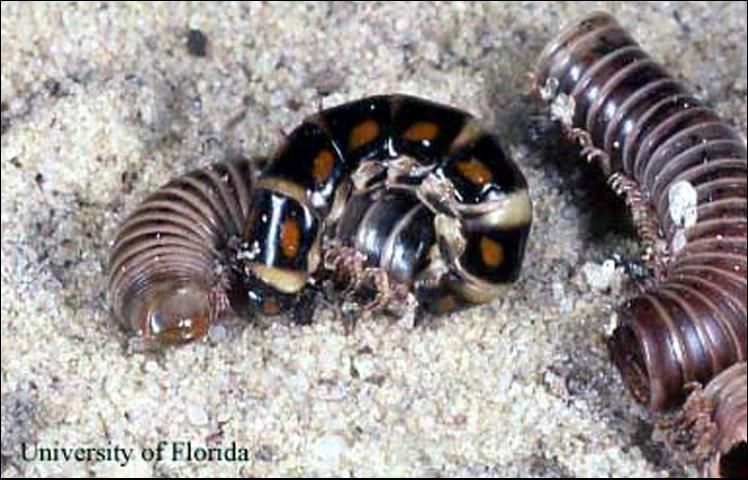 Figure 10. Phengodes sp. railroad-worm feeding on a millipede, Gainesville, FL.
